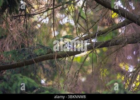 Großer Spotted Woodspecht, der auf Moosbaumzweig im Wald ruht Stockfoto
