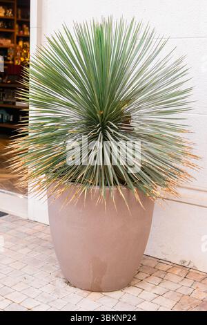 Eine Wüstenpflanze in einem modernen Tontopf in der Nähe des Ladeneingangs. Botanische Details, architektonische Landschaftsgestaltung und dekoratives Stadtdesign. Stockfoto