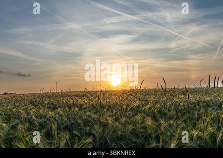 Goldener Sonnenuntergang über Weizenfeld mit Kondensstreifen. Ein atemberaubendes Niedrigwinkelbild fängt die goldene Stunde ein, während die Sonne unter dem Horizont untergeht. Stockfoto