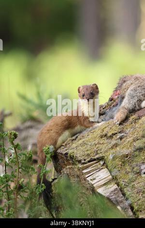 Stoat (mustela erminea), der ein totes Kaninchen ernährt, North Lancashire, Vereinigtes Königreich Stockfoto