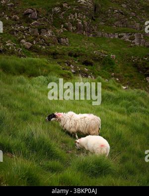 Zwei Schafe, eines mit schwarzem Gesicht, grasen auf einem lebhaften grünen Hügel. Die Landschaft umfasst Felsen und hohes Gras, unter einem bewölkten Himmel, nahe dem Ring of Stockfoto