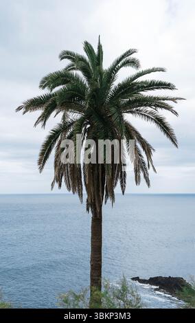 Eine einzelne Palme steht an einer felsigen Küste mit Blick auf das weite Meer an einem bewölkten Tag. Die ruhige Szene fängt die Ruhe der Natur ein. Stockfoto