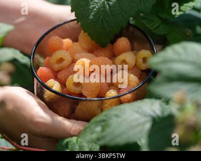 Eine Frau, die eine Glasschale mit gelben Himbeeren in den Händen über einem Himbeerstrauch hält. Nahaufnahme. Stockfoto