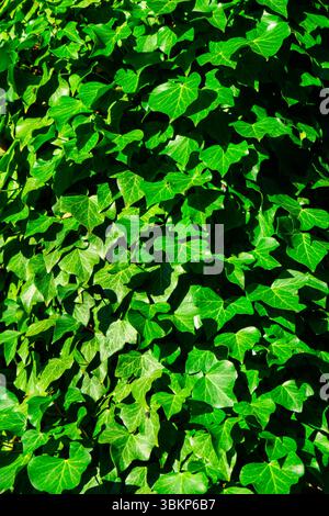 Ein lebhafter Teil von englischem Efeu (Hedera Helix), beleuchtet von hellem Sonnenlicht, bildet eine üppig grüne Wand aus Laub. Stockfoto