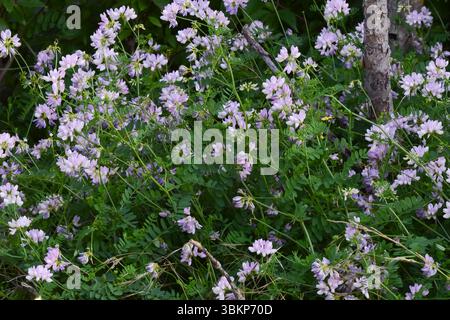 Crown Vetch, Securigera varia Stockfoto