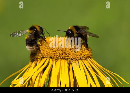 Zwei Hummeln (Bombus spp.) Fütterung von einer gelben Wildblume, Nahaufnahme Makroaufnahme, Sommer in der tschechischen Natur. Stockfoto