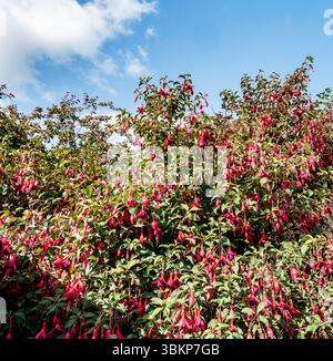 Ein lebhafter Fuchsia magellanica-Busch in voller Sommerblüte unter blauem Himmel, mit roten und rosa Blüten, die die irische Landschaft erhellen. Stockfoto