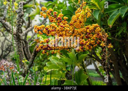 Hellgelbe und rote Beeren von Schefflera actinophylla (Regenschirmbaum) wachsen in einem üppigen tropischen Garten auf Madeira, umgeben von grünem Laub. Stockfoto