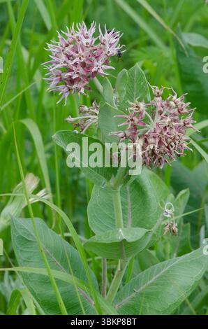 Auffällige Seidenpflanze, Asclepias speciosa Stockfoto