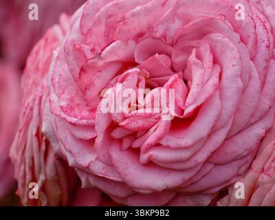 Rosa Elite Floribunda Rosa Damascena Blumen Makro. Stockfoto