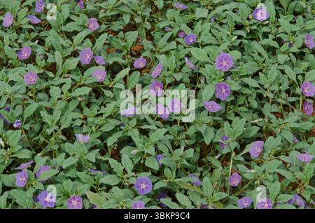 Chinesische Laterne, Quincula lobata Stockfoto