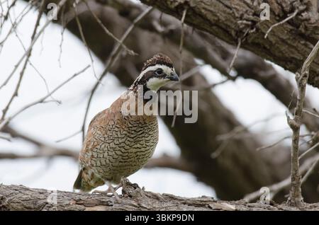 Northern Bobwhite, Colinus virginianus, männlich Stockfoto