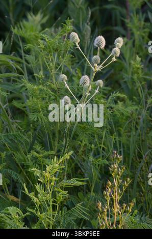 Rattlesnake Master, Eryngium yuccifolium Stockfoto