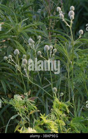 Rattlesnake Master, Eryngium yuccifolium Stockfoto