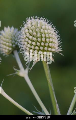 Rattlesnake Master, Eryngium yuccifolium Stockfoto