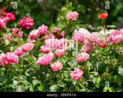 Blühende Rosen im Rosengarten Volksgarten in Wien. Sortenelite Floribunda Rosa Damascena Blumen. Stockfoto