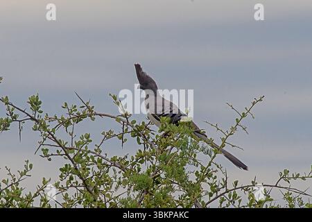 Weißbauchvogel (Crinifer leucogaster) in Akazienbäumen der Laikipia Conservancy, Kenia, Ostafrika. Stockfoto