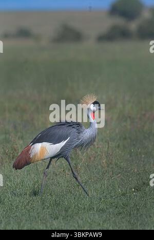Graukräne (Balearica regulorum) aus Masai Mara, kenia Stockfoto