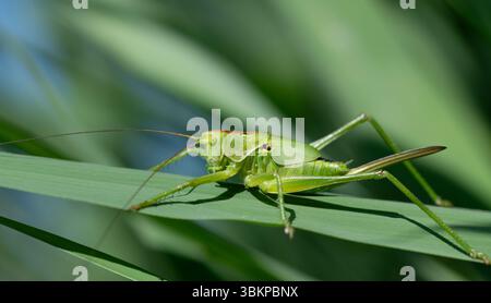 Nahaufnahme eines großen grünen Grashüpfers (Tettigonia), der auf langen grünen Gräsern sitzt. Im Hintergrund andere Gräser und Teile des blauen Himmels. Stockfoto