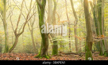 Nebliger Herbstwald mit goldenem Sonnenlicht, das durch die Bäume, moosige Stämme und gefallene Blätter auf einem friedlichen Waldboden filtert. Stockfoto