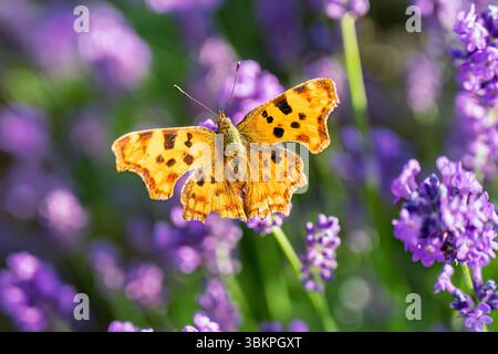 Ein orangener Komma-Schmetterling, Polygonia c-Album, auf blauen Lavendelblüten, die im Sommer in einem Garten in Surrey, Südosten Englands, blühen Stockfoto