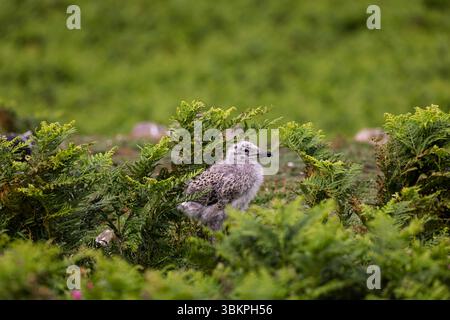Eine flauschige Großmöwe (Larus marinus) steht in Bracken auf Skomer, einem Inselreservat vor der Küste von Pembrokeshire, Wales, Großbritannien Stockfoto
