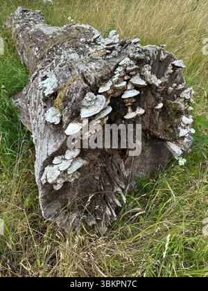 Ein umgestürzter Baum, bedeckt mit Schelfpilzen. Stockfoto