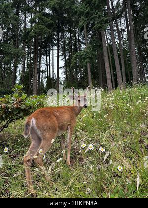 Ein junger Bock mit flauschigen Geweihen weidet an einem Sommertag in Eugene, Oregon, auf einer wunderschönen Wiese mit Wildblumen am Rande eines Waldes. Stockfoto