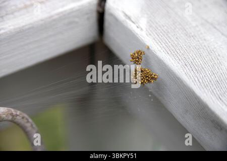 Baby Spinnen auf Web. Stockfoto