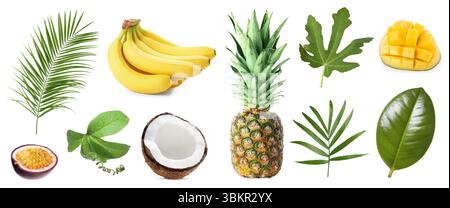 Tropische Blätter und Früchte isoliert auf weiß, Set Stockfoto