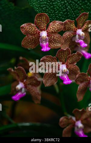 Bunte Orchideen in den botanischen Gärten von Singapur. Stockfoto