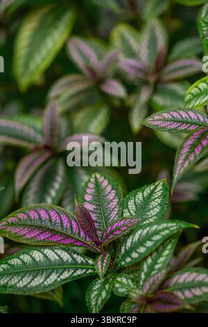 Strobilanthes dyeriana, den Persischen Schild oder Royal purple Anlage. Stockfoto
