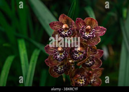 Ein wunderschöner Haufen hellrosa Cymbidium oder Boat Orchid. Stockfoto