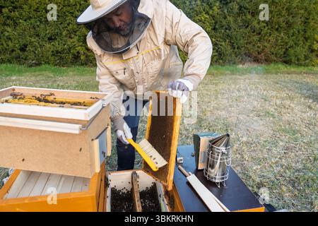 Imker inspiziert Wabenrahmen mit Bürste in Apiary für die Honigproduktion Stockfoto