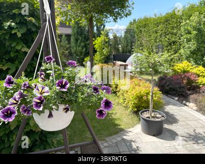 Weißer Hängetopf mit blühender Petunie im Garten im Sommer. Natur und Jahreszeiten, Landschaftsgestaltung. Stockfoto