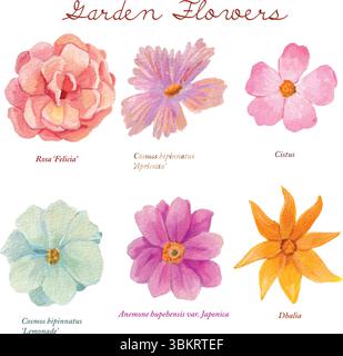 Gartenblumen Aquarellillustration: Rosa Felicia, Cosmos Bipinnatus, Cistrus, japanische Anemonen, Dhalia. Knospen und Petail malen isoliert. Stock Vektor