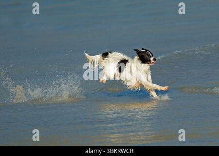 Ein aufgeregter und glücklicher Hund, der am Strand läuft und spielt Stockfoto