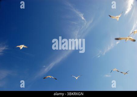 Möwen fliegen über einen leuchtend blauen Himmel mit strahlend weißen Wolken, die während des Fluges an einem hellen und sonnigen Tag am Strand festgehalten werden Stockfoto