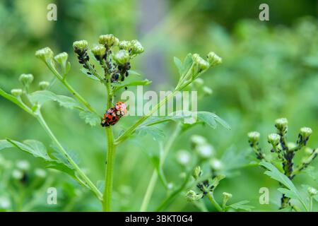 Marienkäfer paaren sich. Nahaufnahme von asiatischen Käfern, die sich paaren. Harmonia axyridis. Stockfoto