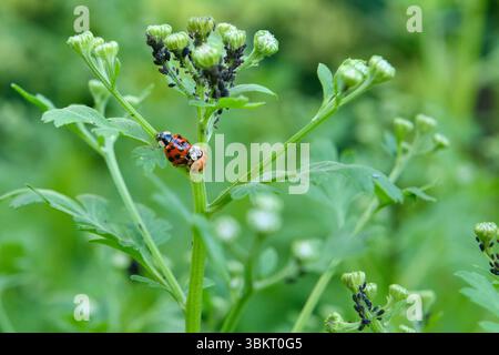 Marienkäfer paaren sich. Nahaufnahme von asiatischen Käfern, die sich paaren. Harmonia axyridis. Stockfoto