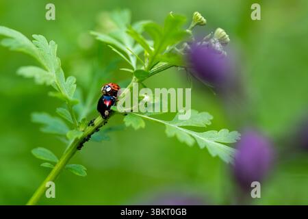 Marienkäfer paaren sich. Nahaufnahme von asiatischen Käfern, die sich paaren. Harmonia axyridis. Stockfoto
