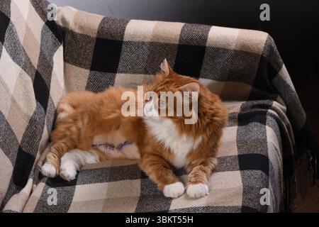 Erwachsene Ingwerflauschige Katze, die nach der Operation auf der Couch liegt und ruht Stockfoto