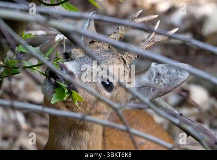Landstuhl, Deutschland. Juni 2025. Ein rehbock knabbert an den Trieben eines Baumes. Quelle: Boris Roessler/dpa/Alamy Live News Stockfoto