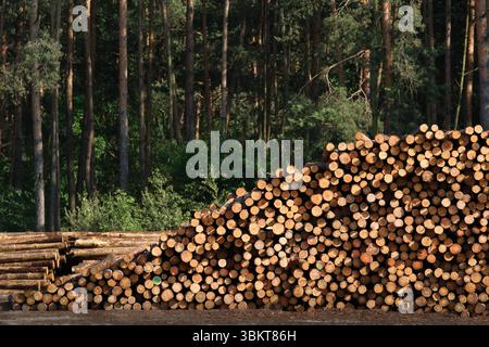Ein Haufen geschnittener Kiefernholzbäume, die vor einem dichten Wald gestapelt sind. Natürliche Ressourcen, Forstwirtschaft und Holzernte in einem ländlichen Waldgebiet Stockfoto