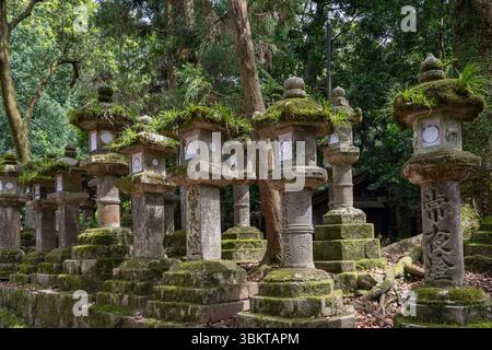 Alte Steinlaternen bedeckt mit Moos im Nara Park, Japan Stockfoto