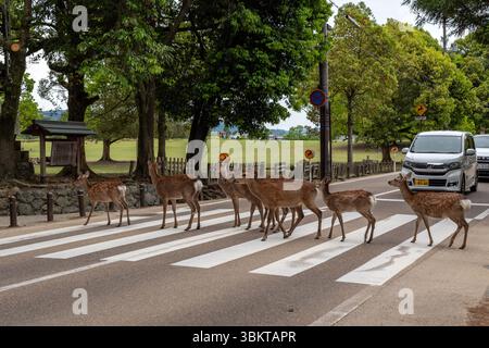 Sika-Hirsch überquert die Straße im Nara Park, Japan Stockfoto