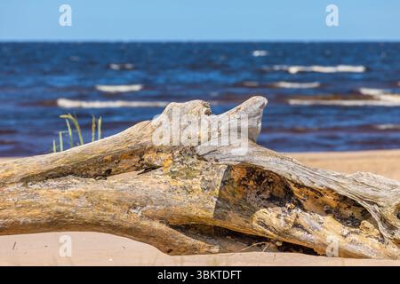 Großes Treibholz an einem Sandstrand. Ostsee Stockfoto