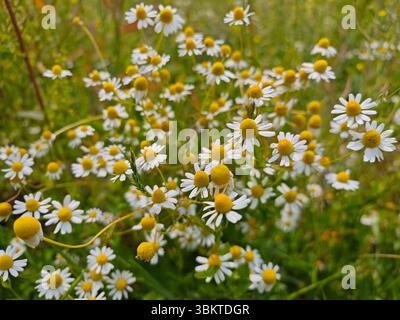 Helle weiße und gelbe Kamillenblüten blühen reichlich auf einer sonnendurchfluteten Wiese. Diese lebendige Ausstellung fängt die Schönheit der Natur in voller Sommerblüte ein Stockfoto