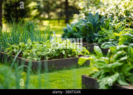 Anbau von Roten Bete in der Sommersaison. Kräuter und Gemüse anbauen. Gartenarbeit und Lebensstil der Selbstversorgung. Stockfoto