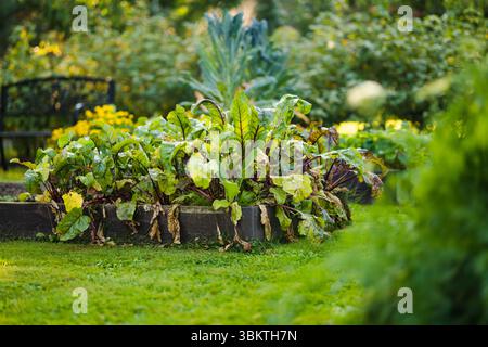 Anbau von Roten Bete in der Sommersaison. Kräuter und Gemüse anbauen. Gartenarbeit und Lebensstil der Selbstversorgung. Stockfoto